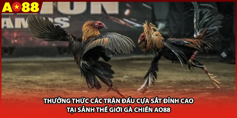 Thưởng thức các trận đấu cựa sắt đỉnh cao tại sảnh thế giới gà chiến AO88